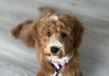 GoldenDoodle Puppy