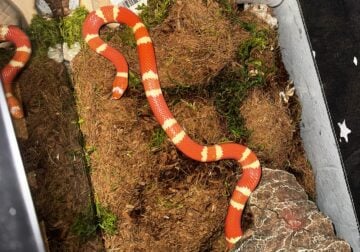 Honduran milk snake albino tangerine