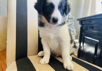 ABCA Registered Border Collie in MO