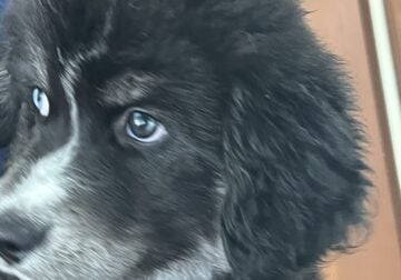 Goberian Puppy Blue Eyes Female
