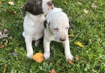 English Pointer Puppies for Sale