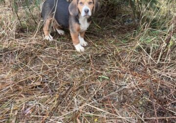 Beagle Pups for sale