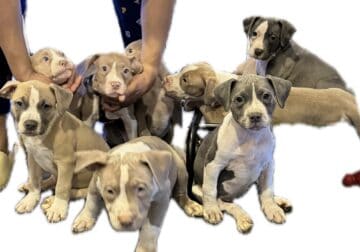 8 American Bully available now