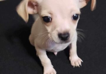 Male Chihuahua puppy 8 weeks old Tan