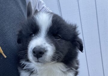 Need adoptive home for 8 week old border collies