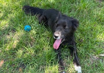 Rehoming 5 year hold Border collie