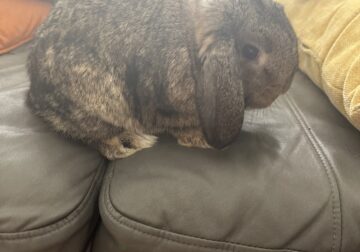 4 month old bunny