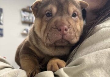 Chocolate Pointed Male Shar Pei