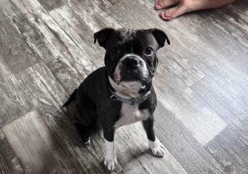 Boston Terrier Mix 1 year old