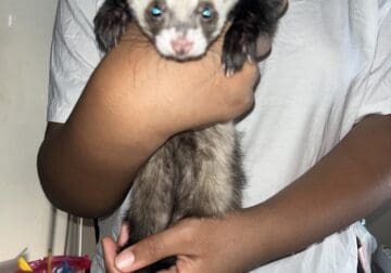 2 female ferrets for sale + cage + 2 bags of food
