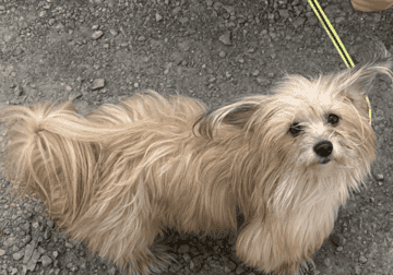 Morkie dog name Acy looking for new home