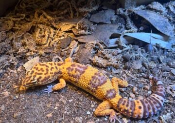 Super Giant Leopard Gecko