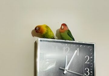 Love Birds (Two)