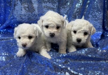 Bichon Frise Puppies-CKC Registered-DOB 12/9/23