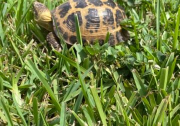 Tortoise needs a home