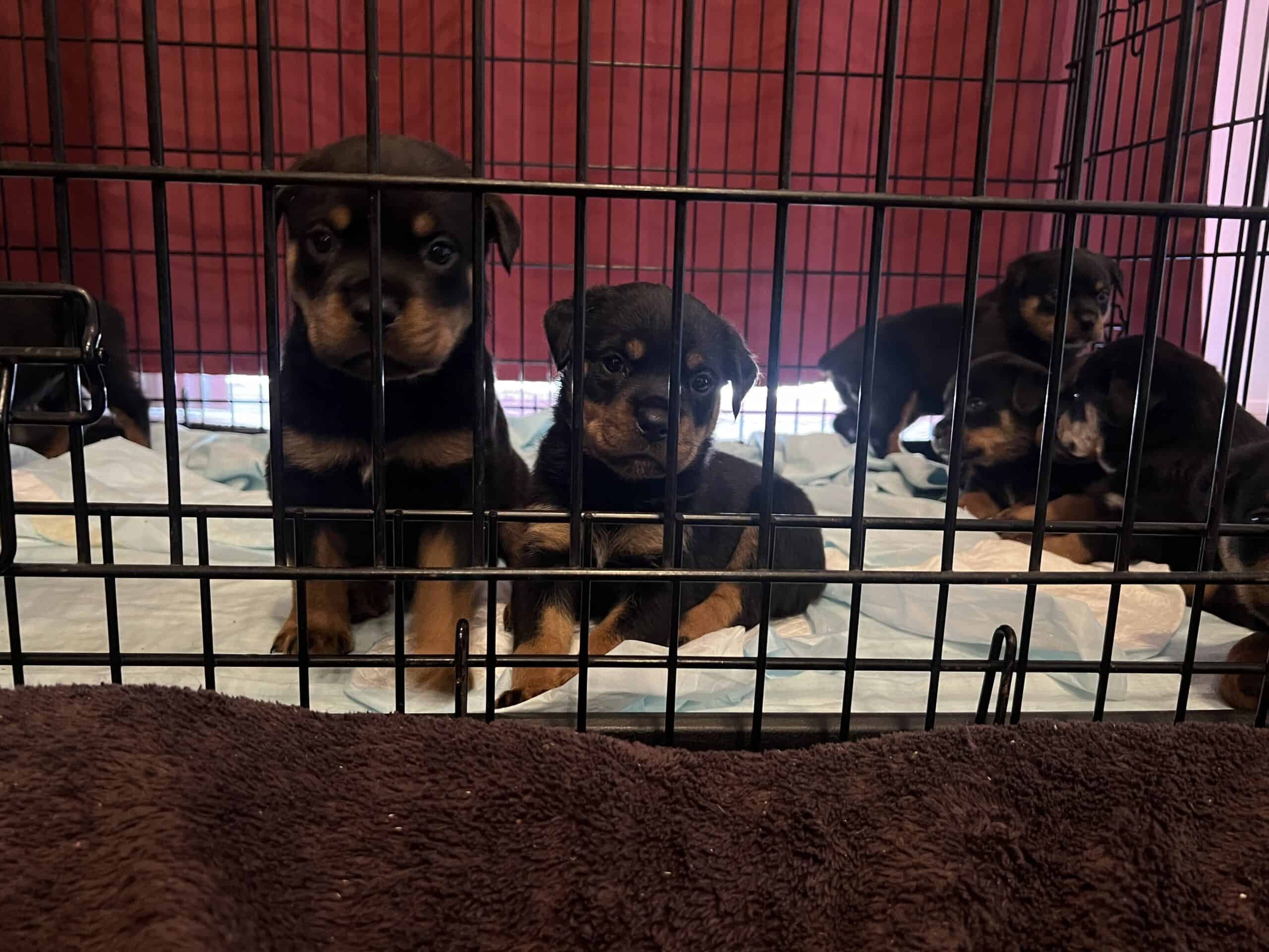 Rottweiler Puppies | PetClassifieds.com