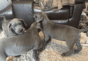 AKC Registered Great Dane puppies available