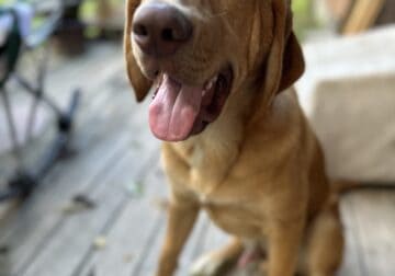Bloodhound mix for adoption