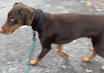 1 Year old Full blooded Doberman for rehome