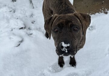 Cane Corso Looking for New Home