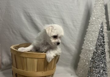 Sweet Maltese Puppy #2