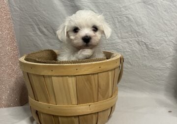 Sweet Maltese Puppy #3