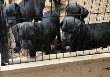 Cane Corso pups