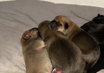Bloodhound/Black & Tan Puppies – Ready in 6 weeks