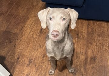 8 month old male silver lab