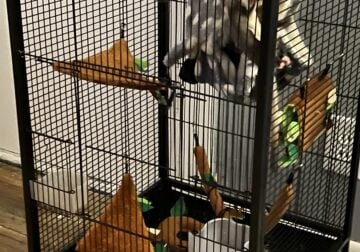 Sugar Gliders with food, cage, toys, accessories