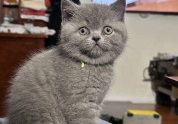 Scottish Fold/British Shorthair kittens