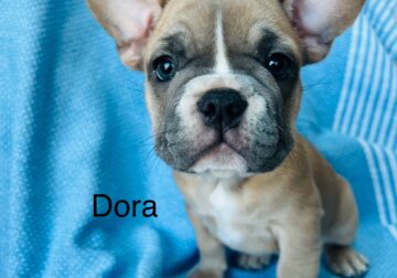 Dora French Bulldog for Sale