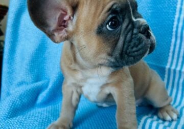 Lizzy French Bulldog for Sale