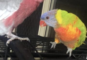 2 pet birds for sale