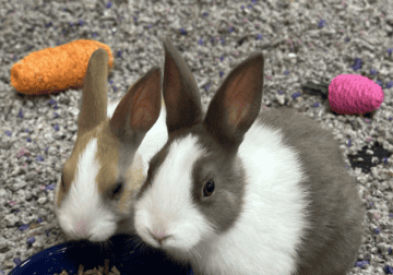 2 Dwarf Dutch Rabbits