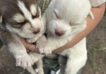 Siberian huskies puppies