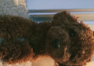 Toy Poodle Boy For Sale