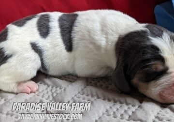 AKC Basset Hounds COMING SOON