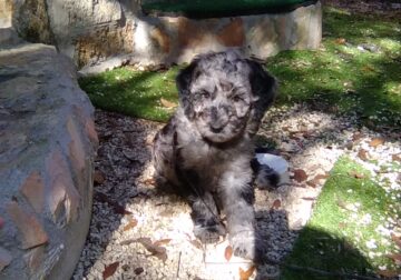 Beautiful Merle Color Male Puppy-F1b