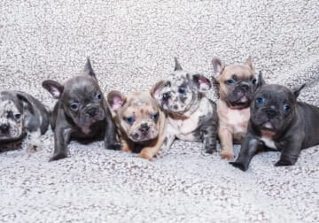 Puppies French bulldogs (6 weeks old)