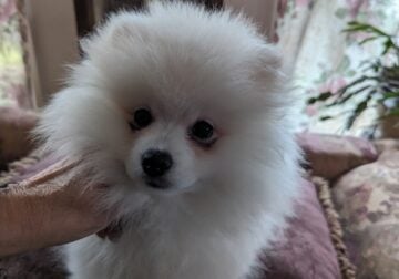 White Pomeranian male 3 months old.