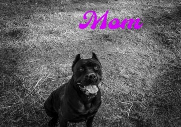 AKC & ICCF Registered Cane Corso Puppies