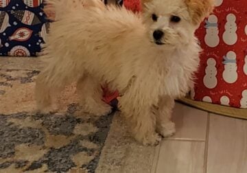 4 month Bichpoo puppy. Small, parents 7&8 lbs