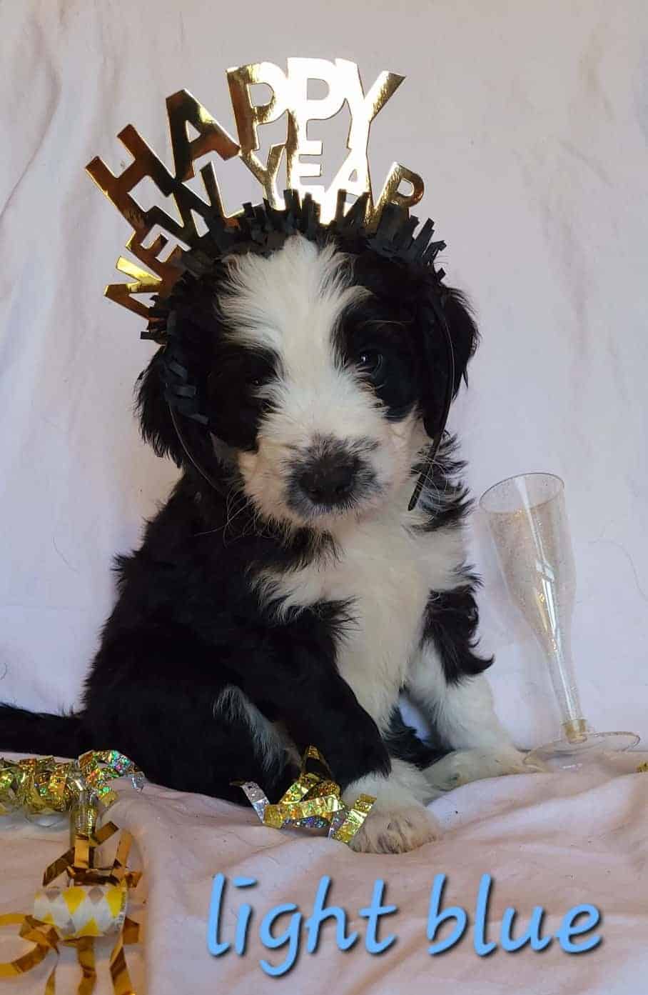 Bernedoodle Puppies 