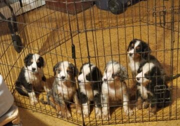 6 8 week old puppies clayton,oh
