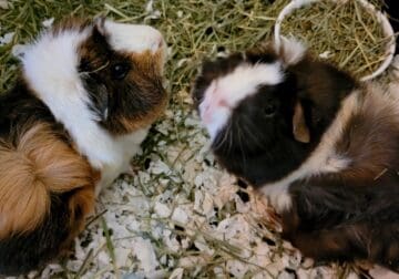 2 beautiful Piggys In need of new home! (Female)