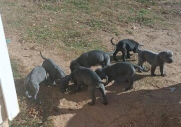 Cane, Corso puppies for sale