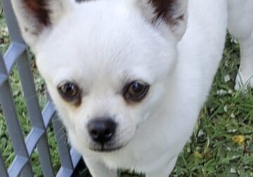 White Pomeranian-Pug