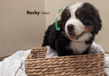 Adorable Bernese Mountain Dog Puppies for Sale!