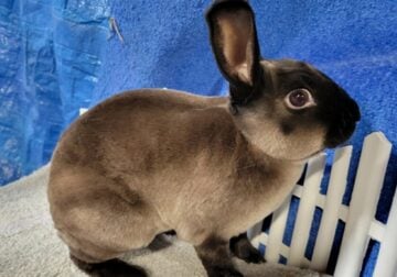 Purebred Velveteen Mini Rex Rabbit – Sable Brown